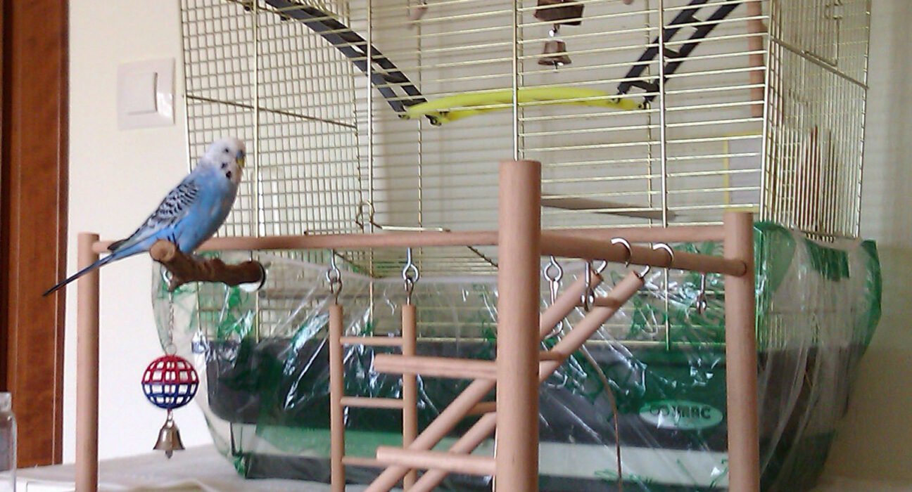 budgie training