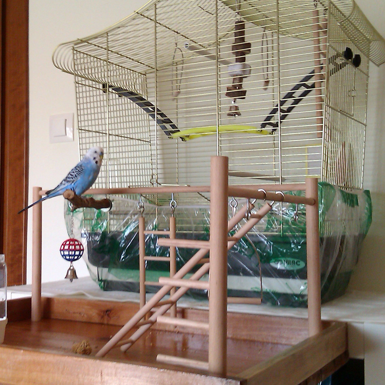 budgie training