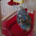 Budgie breeding guide in 8 simple points