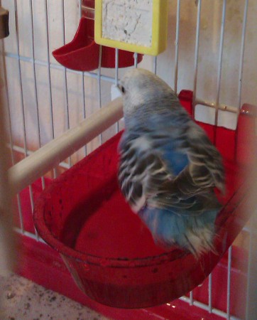 a budgie taking its bath in cage