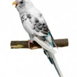 Budgie training using positive reinforcement methods