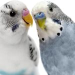 Heat stroke in budgies, a real danger to our pet birds