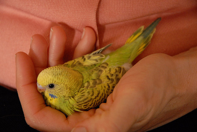 photo of a young budgerigar parrot